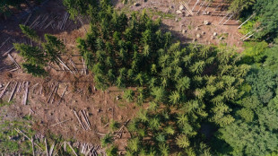 &Ouml;zdemir: Unterst&uuml;tzung zum Schutz und Erhalt der W&auml;lder wird ausgebaut