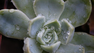 Piante grasse brillano al buio in vari colori, come in Avatar