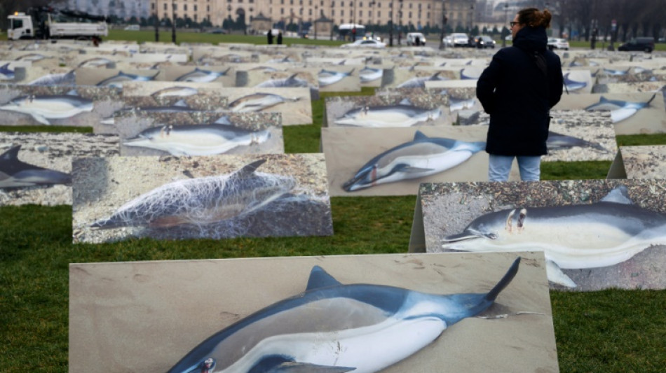 Dauphins: les captures mortelles divis&eacute;es par quatre lors du mois sans p&ecirc;che dans le golfe de Gascogne