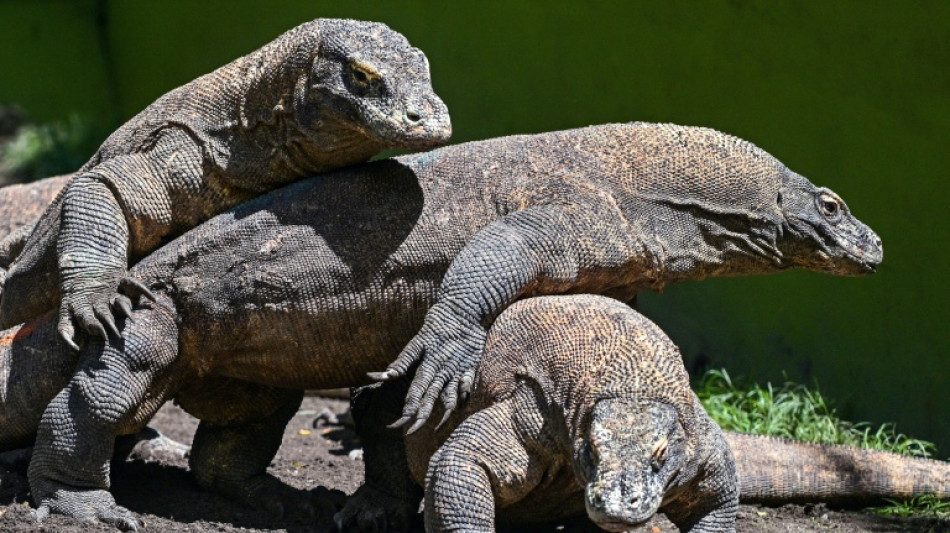  L'Indon&eacute;sie va pr&ecirc;ter un couple de dragons de Komodo &agrave; un zoo japonais 