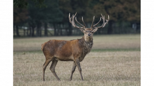 Wildunfall: Wo Hirsch und Co. die Stra&szlig;e queren